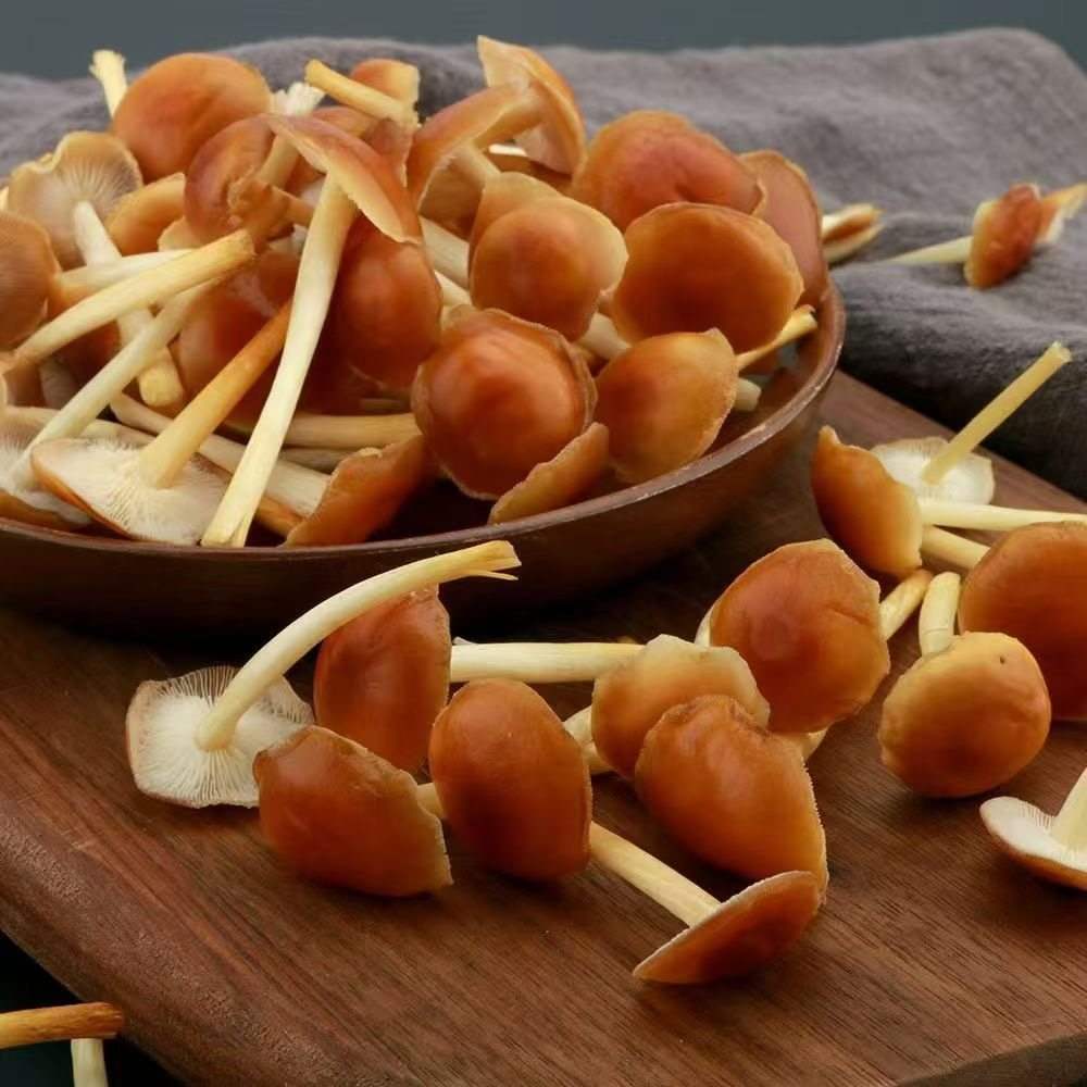 新鲜山茶茸 特色菌菇 嫩滑爽口鲜美 松子菌 火锅食材,水产肉类/新鲜蔬果/熟食,新鲜松茸/菌菇,淘宝优惠券,粉丝福利购,淘宝优惠卷