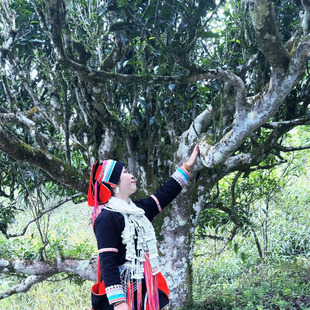 2024春季纯料【一等晒茶】-云南麻栗坡老山古树茶-纯料古树茶