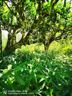 2019年夏秋茶饼-云南麻栗坡老山古树茶-芬芳古树茶 357克