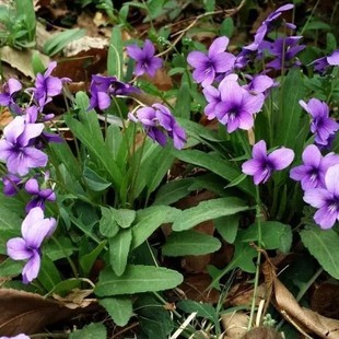 紫花地丁苗耐寒耐阴四季阳台庭院盆栽花卉花草苗易种活地丁紫花苗