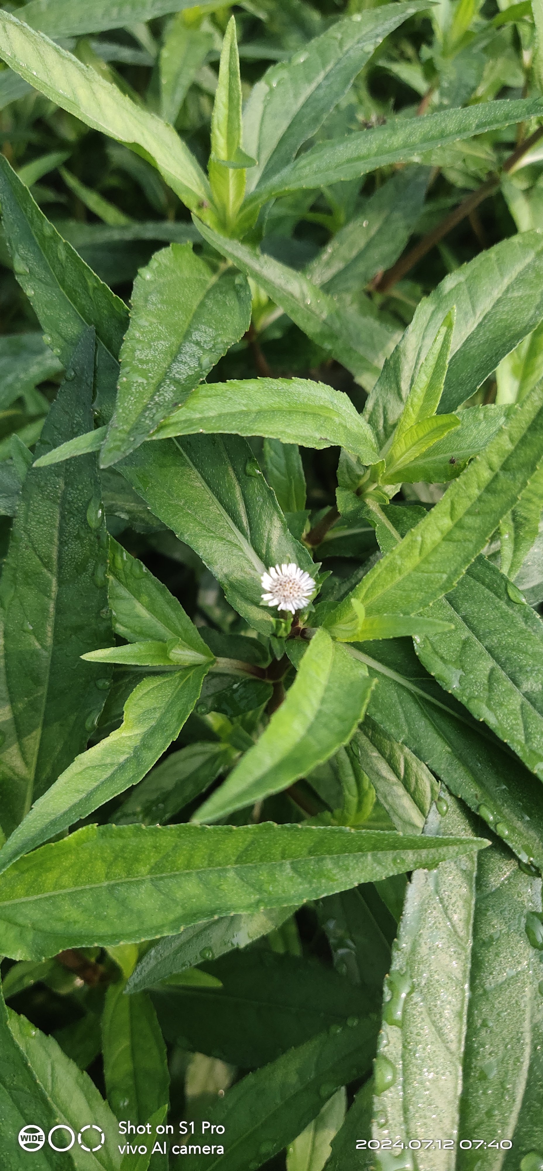 野生墨旱莲早莲草新鲜现采现发中药材黑墨草旱莲草鳢肠草水旱莲苗