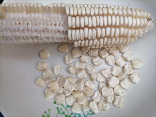 农村老品种玉米白马牙杂粮老玉米种子解放前老棒子种可以继续留种