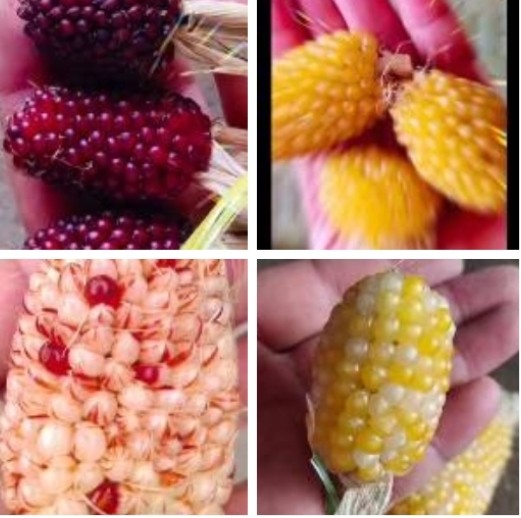 彩色宝石文玩小玉米种子可以玩也可食用阳台盆栽文玩小玉米种籽子