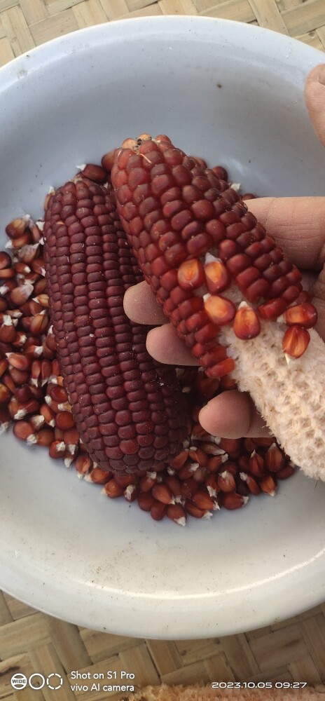 老品种小红糯玉米种子可以留种 粘甜糯玉米种子 阳台盆栽糯玉米种