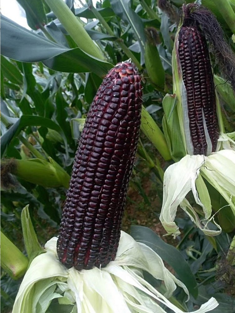 黑甜糯玉米种子紫玉米种籽四季春夏蔬菜种孑阳台盆栽水果玉米种子
