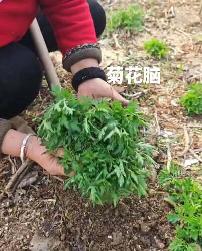 菊花脑种子食用菊花脑菜盆栽大叶菊花脑籽孑四季阳台庭院都可以栽