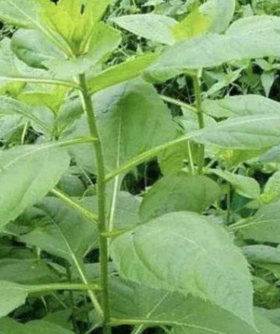 现挖洋姜种苗野生鬼子姜苗绿化欣赏洋鬼姜酱菜腌菜洋姜菊芋苗10棵