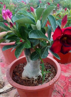 沙漠玫瑰盆栽花卉植物室内