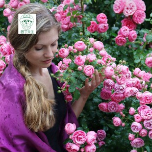 攀援月季花 艾拉绒球阳台藤本月季苗 玫瑰花卉欧月季玫瑰多季勤花