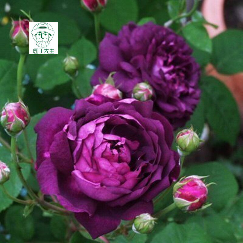 比利时月季 红衣主教 黎塞留主教 拇指姑娘 紫色大花藤本月季苗