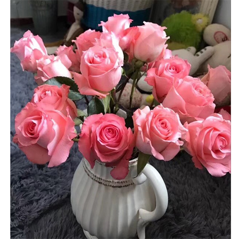 灌木切花戴安娜月季花苗四季开花