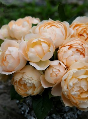 庭院植物杏色粉底灌木月季经典