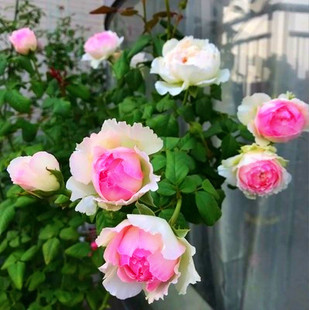 佩尔朱克月季花苗粉色多头丰花庭院阳台盆栽大花浓香花卉四季玫瑰