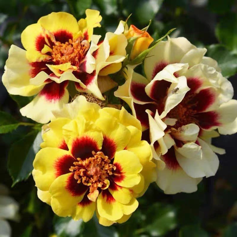 日落巴比伦眼睛系列欧月单瓣月季花苗耐热四季阳台庭院盆栽好养