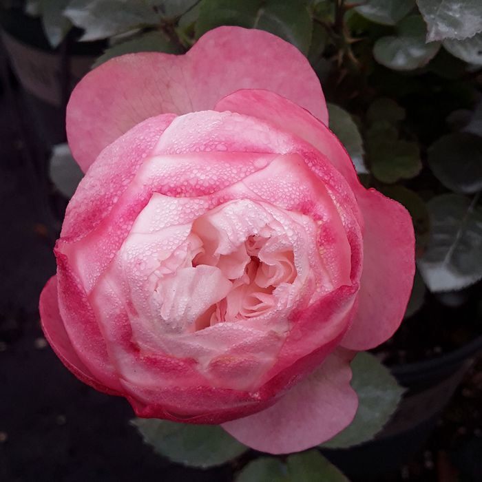 月季花 霞多丽 多季开花灌木月季苗 庭院阳台花园盆栽花卉玫瑰花