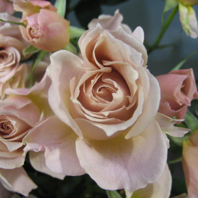 庭院植物月季花苗八神庵(ioriいおり)丰花赤褐巴神阳台盆栽花卉