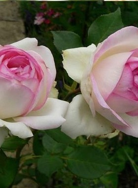 切花月季乐天派盆栽绿植物玫瑰