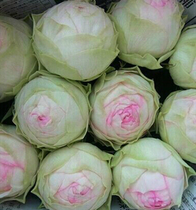 庭院植物盆栽月季幻彩灌木包子