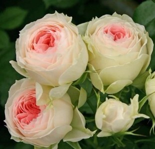 庭院植物欧月绒球门廊微月阳台盆栽勤开多季开花抗病玫瑰蔷薇小苗