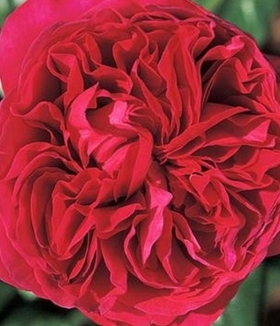 庭院植物欧月胭脂灌木花卉