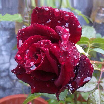 欧月大花品种切花卉 黑魔术 暗红月季花苗庭院阳台盆栽灌木浓香型