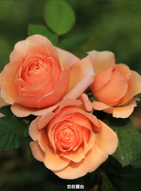 杏色露台庭院盆栽玫瑰