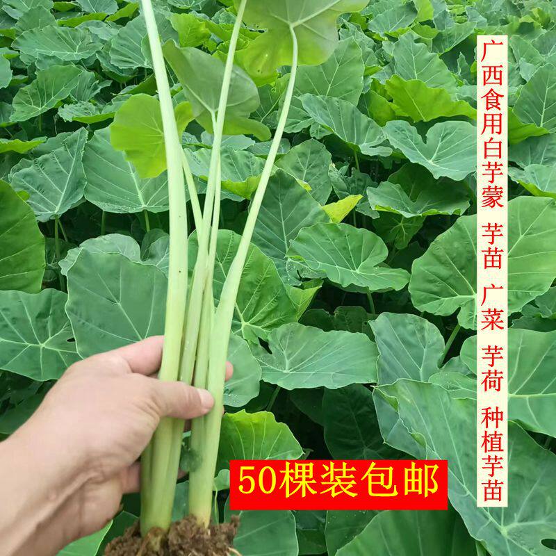 广西芋苗芋蒙芋荷广菜种苗农家蔬菜苗带叶根部沾泥现挖50棵装包邮