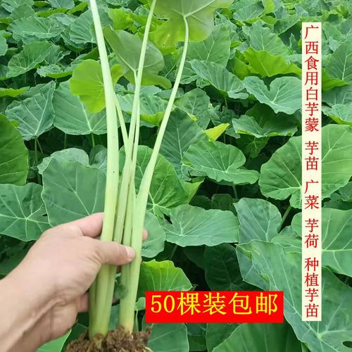 广西芋苗芋蒙芋荷广菜种苗农家蔬菜苗带叶根部沾泥现挖50棵装包邮