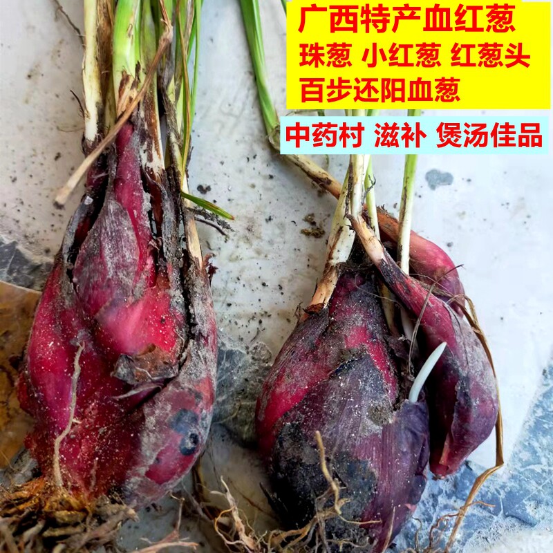 广西红葱珠葱小红葱百步还阳血葱红根水仙滋补煲汤佳品食用农产品