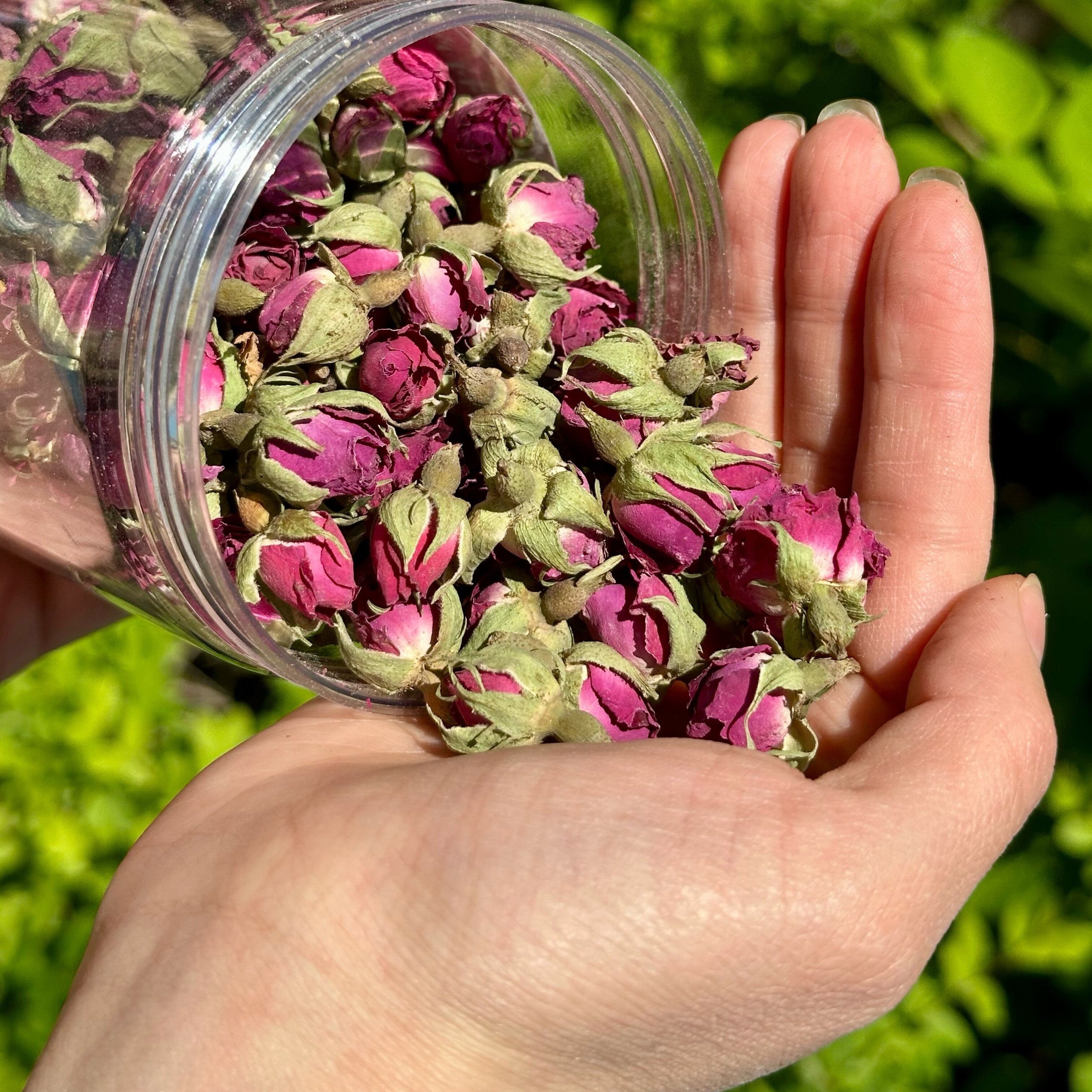 新疆和田玫瑰（原朵）花香浓郁未提取精油无熏硫泡茶旅游伴手礼