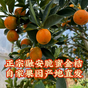 【时令水果】正宗融安金桔第三代脆蜜金桔融安脆蜜金柑