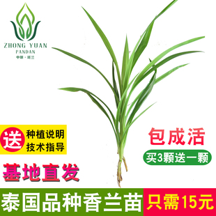 1株包邮 新马泰香兰叶苗斑兰叶苗斑斓叶苗盆栽斑兰盆景绿植包成活