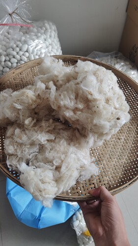 桑蚕蚕茧浮毛吐丝结茧前的乱丝，外层皮毛入药