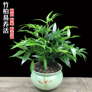 竹柏盆栽不含盆客厅绿植净化空气驱蚊新手易养单株观叶植物易活