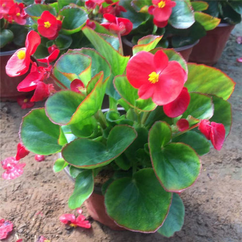 四季开花海棠玻璃翠带花发货观花