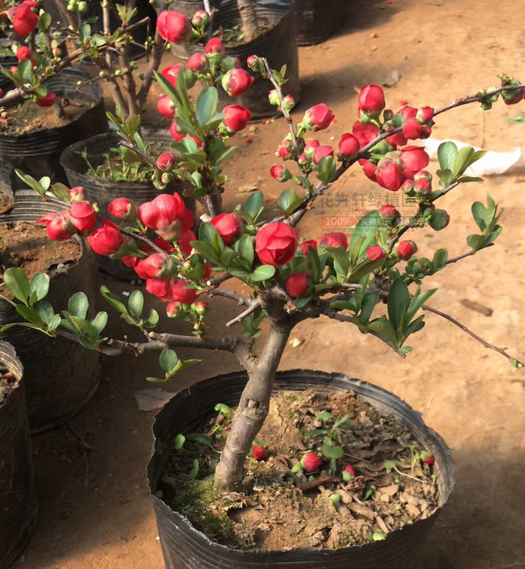 绿植盆栽贴梗海棠 铁脚海棠木瓜花盆栽花卉庭院观赏花卉盆景植物