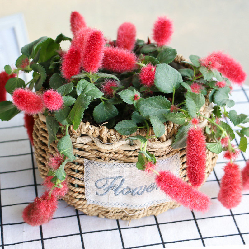 猫尾红岁岁红樱吊兰 阳台盆栽垂吊花卉穗穗红花园植物耐热地被