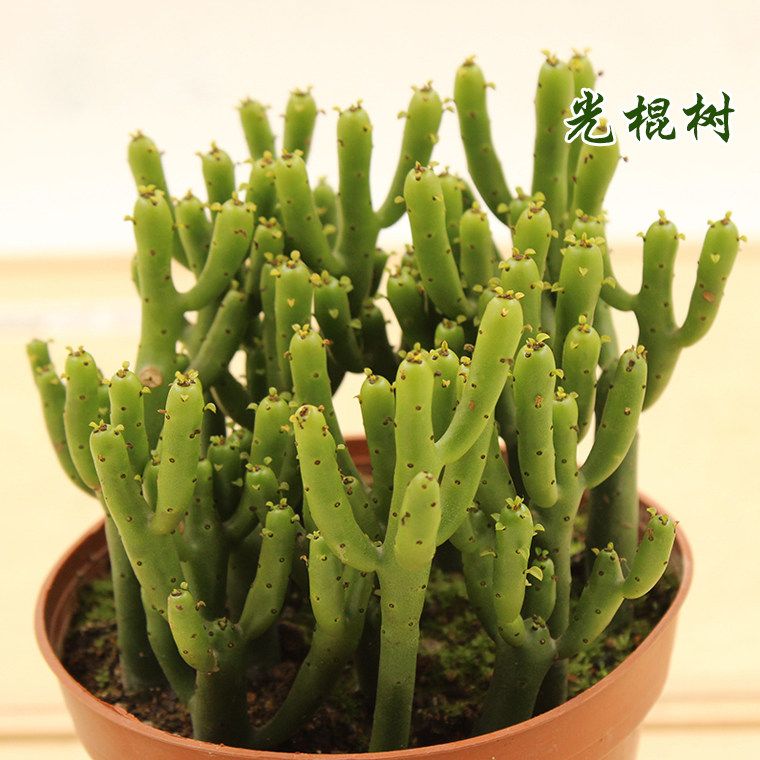 多肉植物光棍树 珊瑚棒 桌面多肉组合盆素材花卉植物盆栽迷你绿植