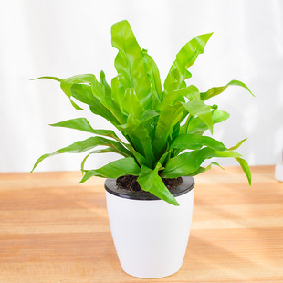 鸟巢蕨类植物阔叶鸟巢蕨室内植物盆栽花卉净化空气绿色观叶绿植