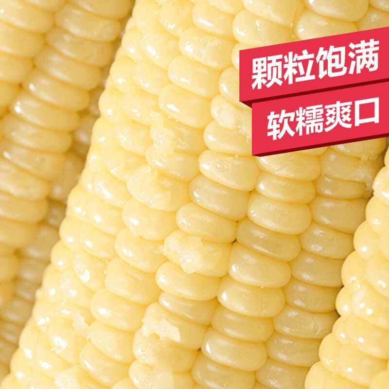 白糯甜嫩糯玉米软糯香甜能拉丝甜甜嫩嫩真空锁鲜包装8~10个