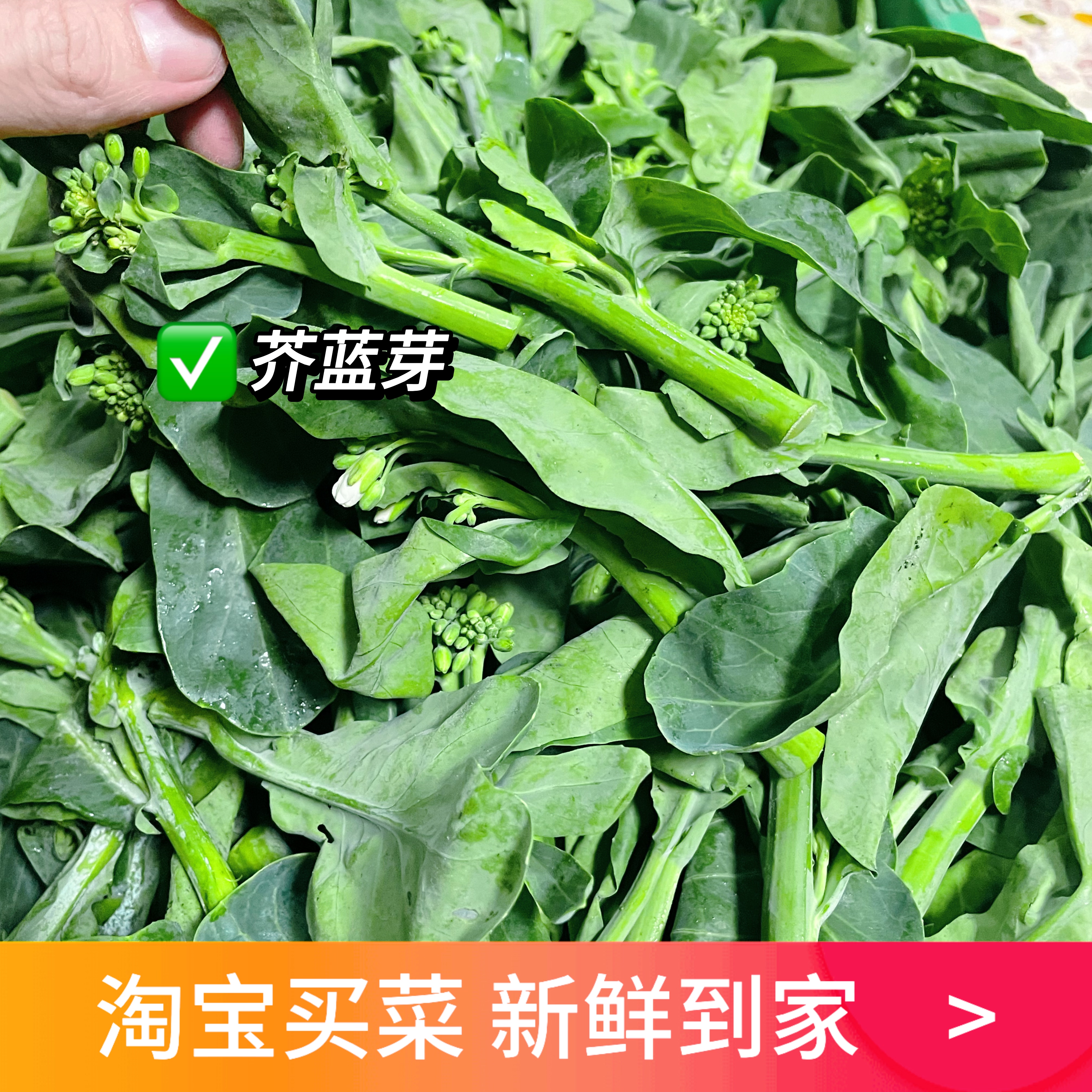 粤菜现摘芥蓝嫩芽炒牛肉脆嫩爽口细杆迷你芥兰苗新鲜蔬菜小号芥蓝