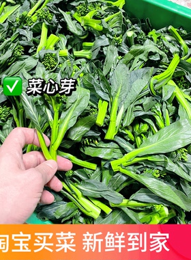 粤菜新鲜菜心芽软糯清甜港式甜菜心花迷你油菜苔小青菜短条菜毛