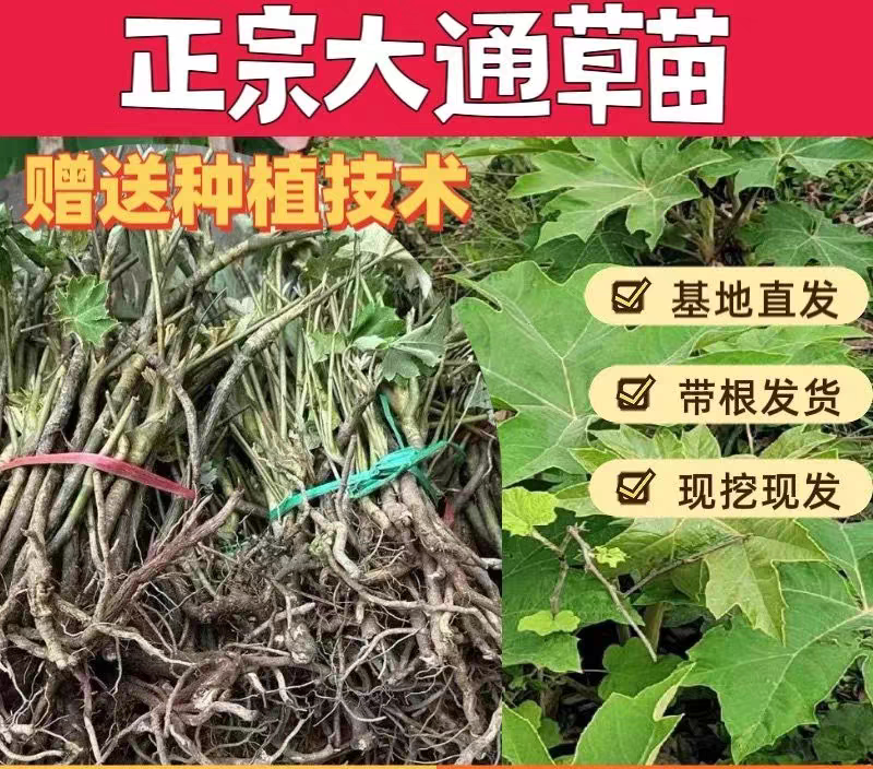 100颗大通草 通草 通花草通花根 大通 通草苗