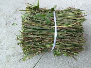 紫藤三叶青青藤扦插苗 三叶青小叶紫藤育苗专用 三叶青育苗杆