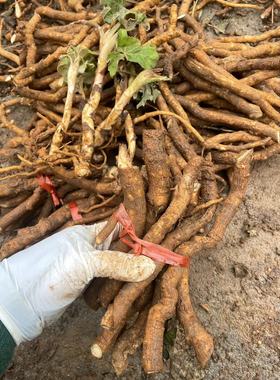 新鲜通花根根通脱木 木通树大通草寇脱离南活莌倚商花白通草