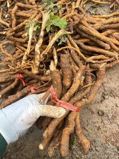 新鲜通花根根通脱木 木通树大通草寇脱离南活莌倚商花白通草