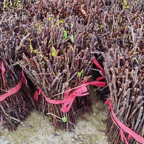 1000颗高产何首乌苗 正宗何首乌树苗 赤首乌苗易存活