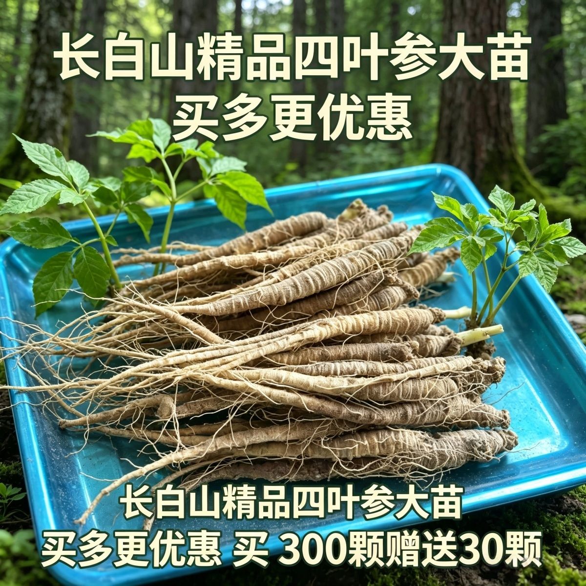 正宗四叶参沙参苗四叶参苗羊奶羊乳参苗新鲜现挖