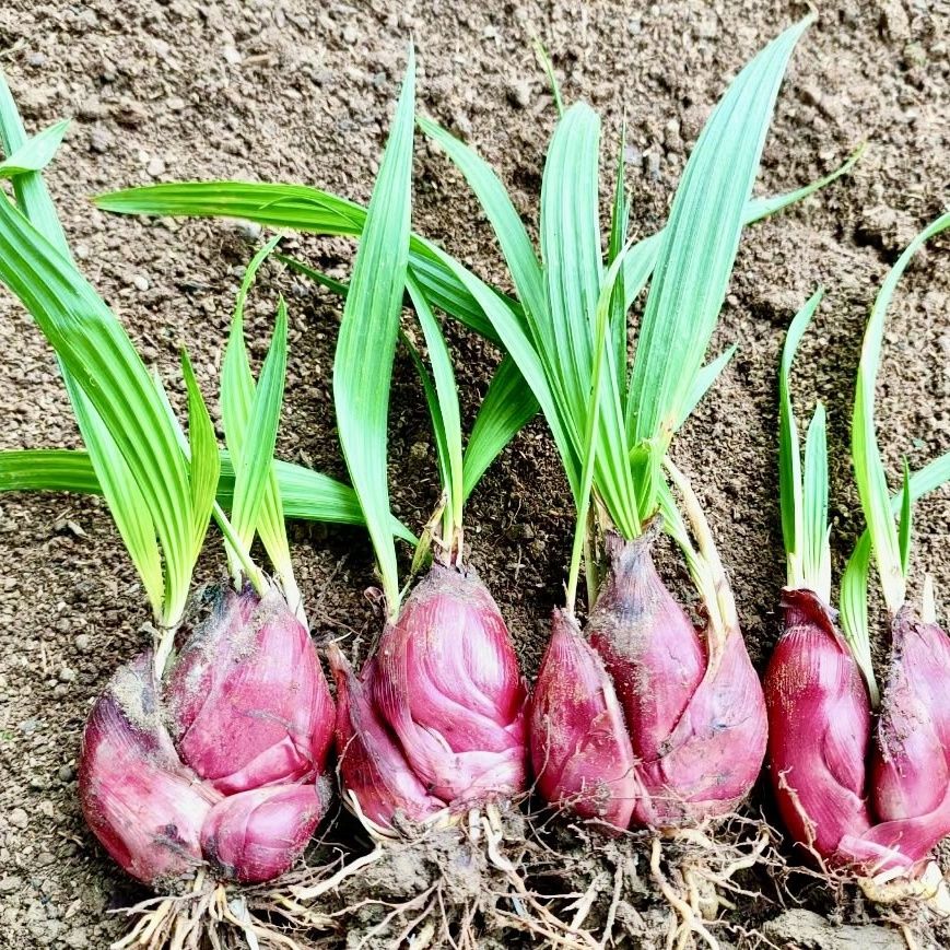 广西野生小红葱 药用红葱头 小红蒜  朱葱 包邮红根水仙 珠葱