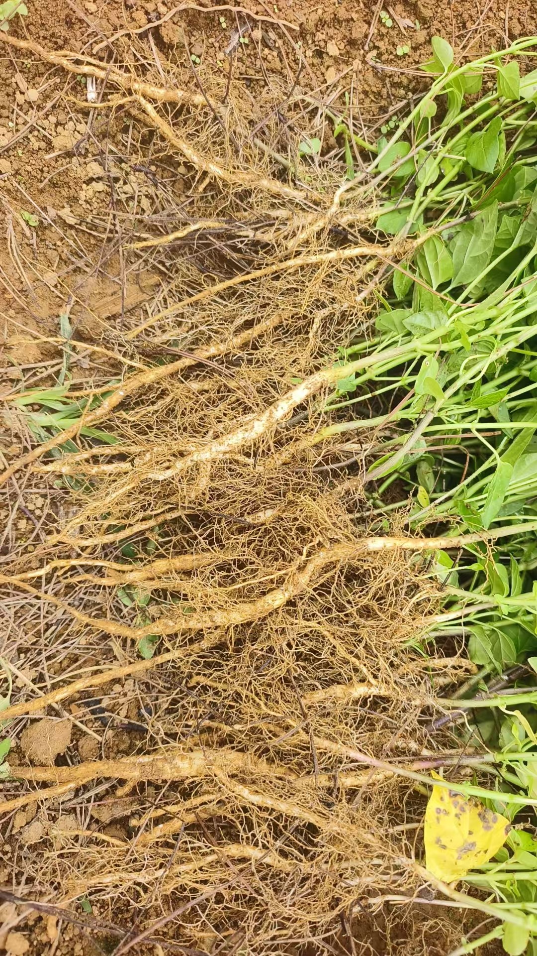 正宗白首乌鲜首乌飞来鹤 隔山消牛皮撬牛皮消驯化苗隔山撬